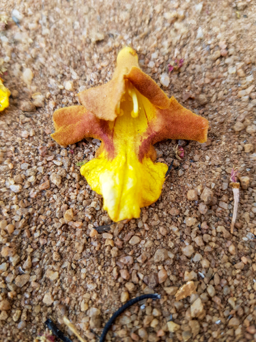 Kashmir tree