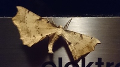 Artiora evonymaria