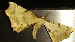 Artiora evonymaria