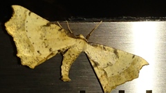 Artiora evonymaria