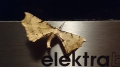 Artiora evonymaria