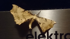 Artiora evonymaria