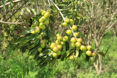 Myrciaria dubia