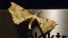 Artiora evonymaria