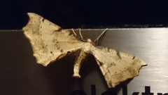 Artiora evonymaria