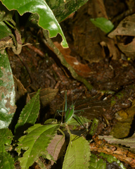 Engonia pistacina