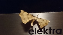 Artiora evonymaria