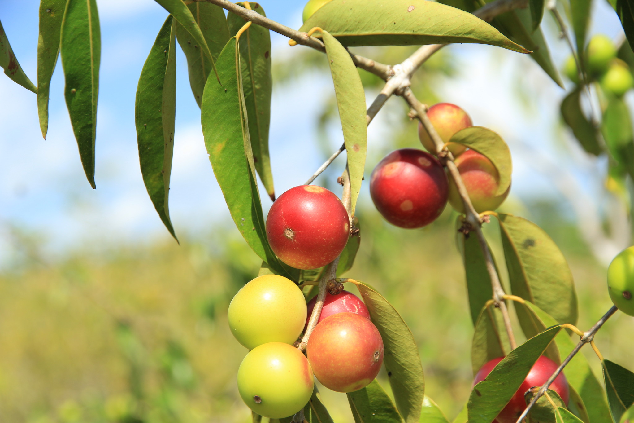 Imagem de Camu-camu