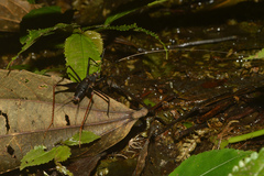 Eidmanacris