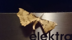 Artiora evonymaria