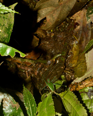 Engonia pistacina
