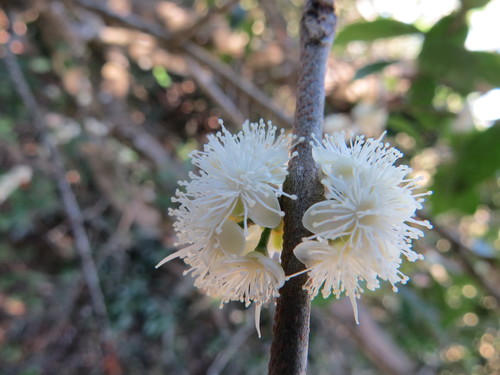 Image of Eugenia uruguayensis by (c) Rafael Tosi, some rights reserved (CC BY)