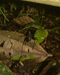 Eidmanacris