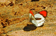 Colotis euippe mediata