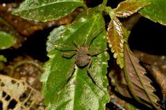 Gonyleptidae