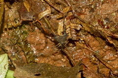 Gonyleptidae