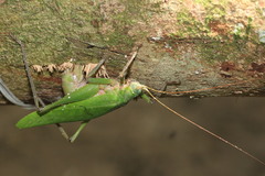 Pleminiiti