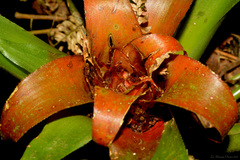 Nidularium amazonicum