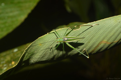 Engonia pistacina