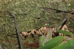 Pleminiiti