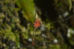 Holcobunus nigripalpis