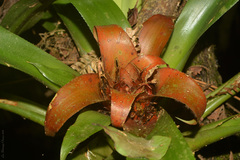 Nidularium amazonicum