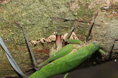 Pleminiiti