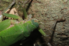 Pleminiiti