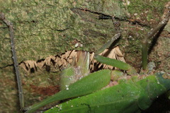 Pleminiiti