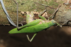 Pleminiiti