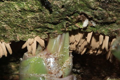 Pleminiiti