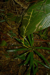 Vriesea vagans