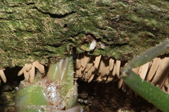 Pleminiiti