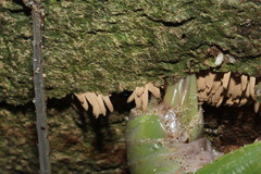 Pleminiiti