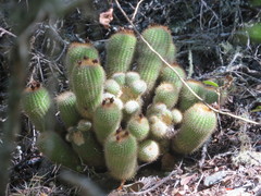 Parodia scopa
