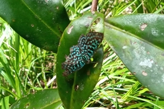 Periplacis pretus