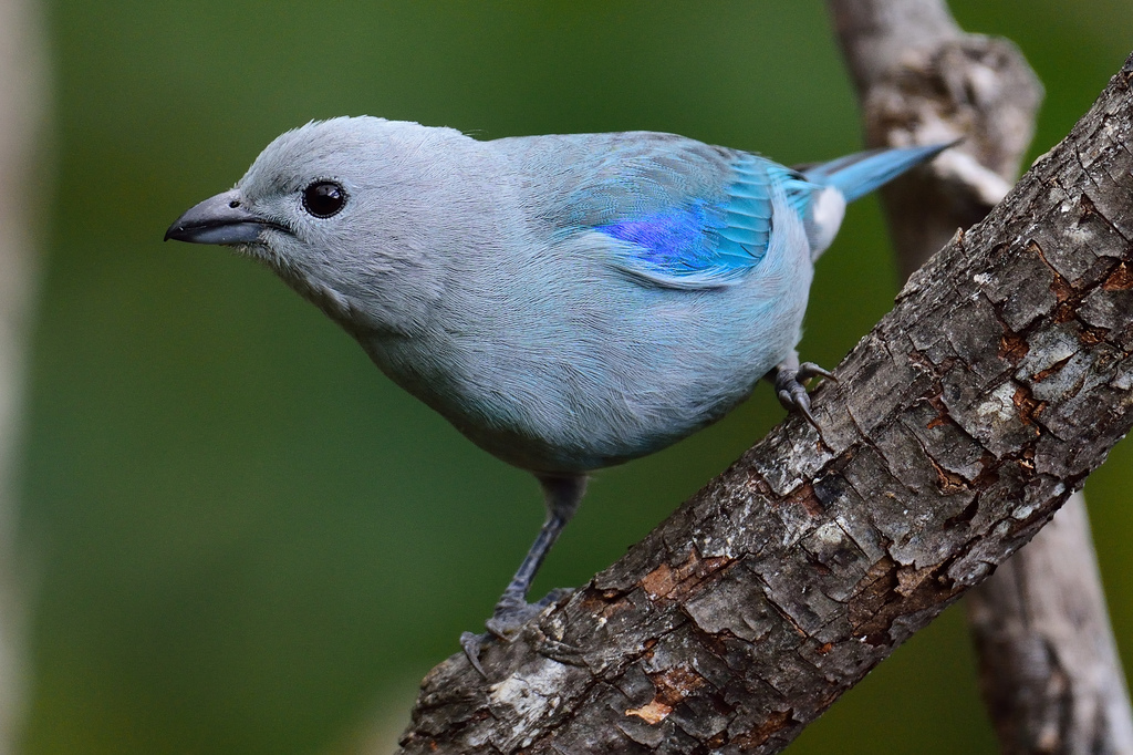 Blue gray Tanager Aves UCES INaturalist