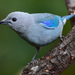 Blue-gray Tanager - Photo (c) Ad Konings, some rights reserved (CC BY-NC), uploaded by Ad Konings