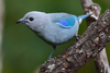 Blue-gray Tanager - Photo (c) Ad Konings, some rights reserved (CC BY-NC), uploaded by Ad Konings