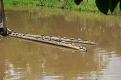 Podocnemis