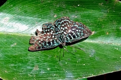 Periplacis pretus