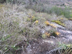 Encholirium spectabile