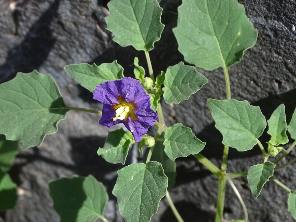Physalis purpurea