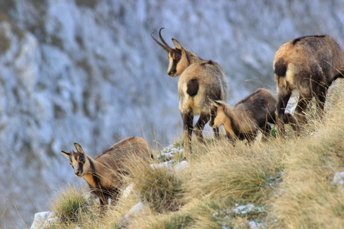 Pyrenean Chamois, photo 7 of 8