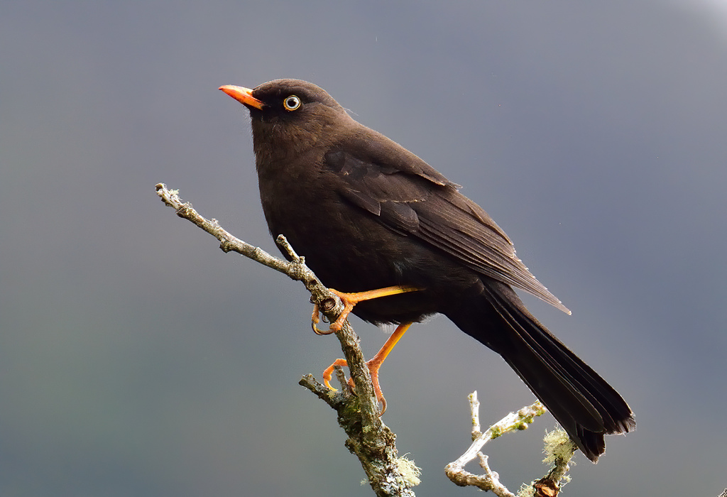 Sooty Thrush photo