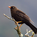 Sooty Thrush - Photo (c) Ad Konings, some rights reserved (CC BY-NC), uploaded by Ad Konings