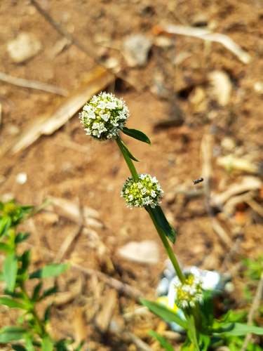 shrubby false buttonweed