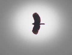 Spizaetus tyrannus