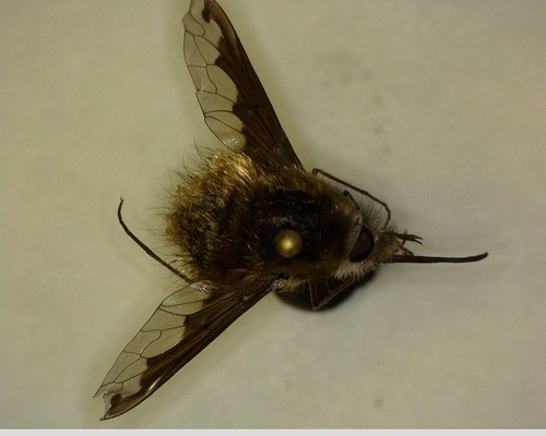 iNaturalist observation photo of Greater Bee Fly