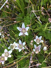 Lysimachia buxifolia